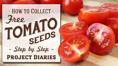 Promontory spell tomato seeds